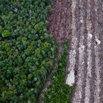 déforestation